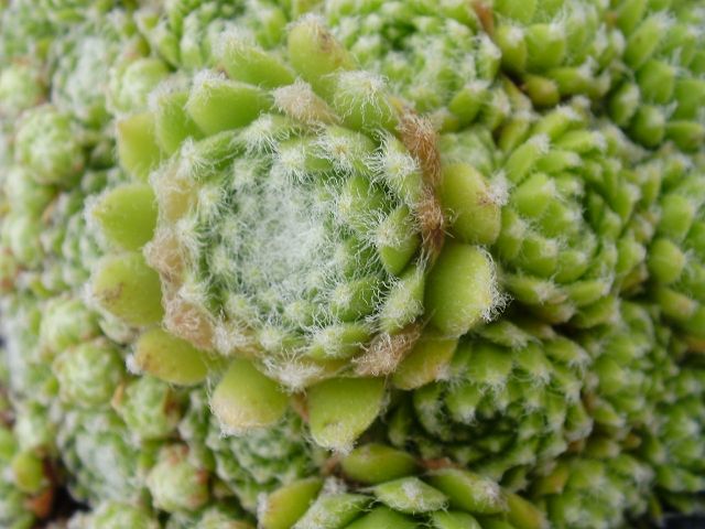 arachnoideum ssp. tomentosum