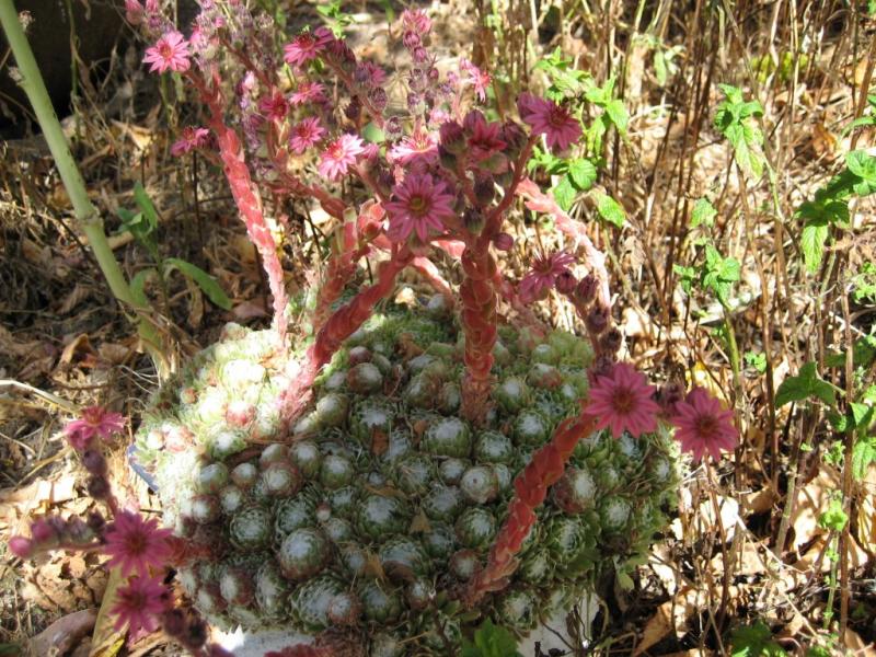 arachnoideum ssp. tomentosum