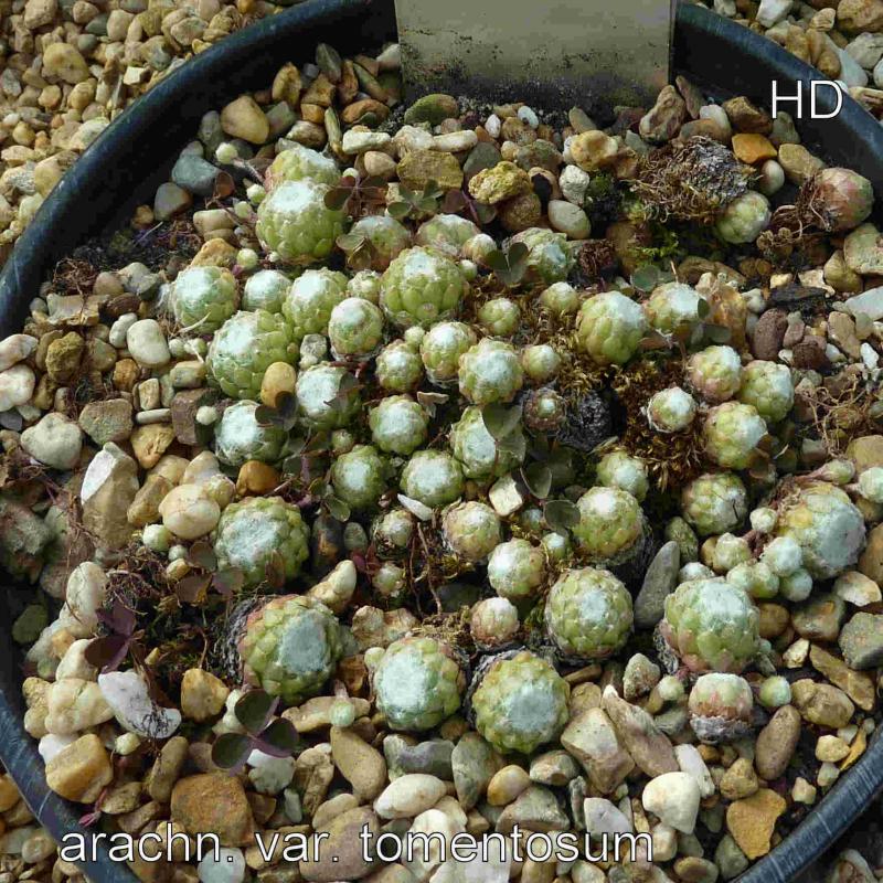 arachnoideum ssp. tomentosum