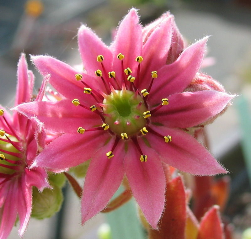 arachnoideum ssp. tomentosum