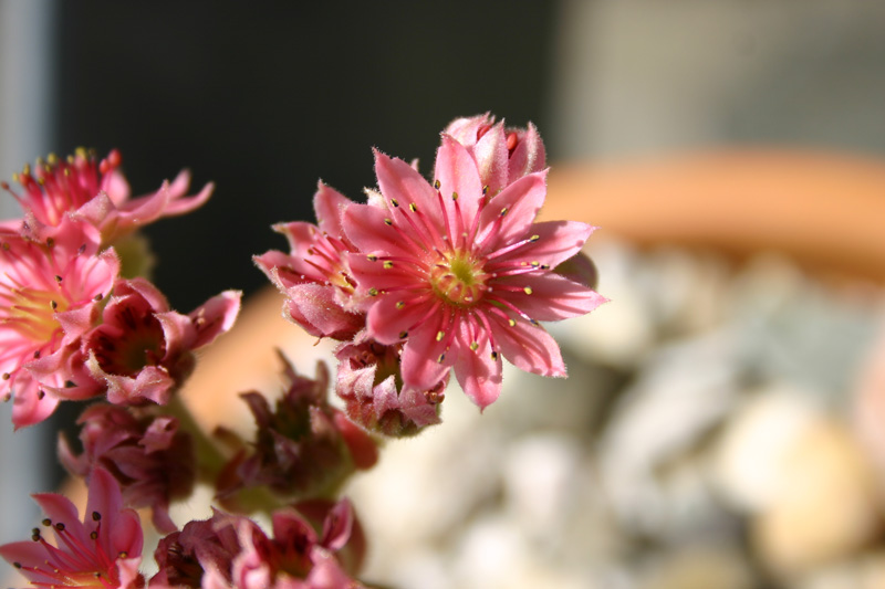 arachnoideum ssp. tomentosum