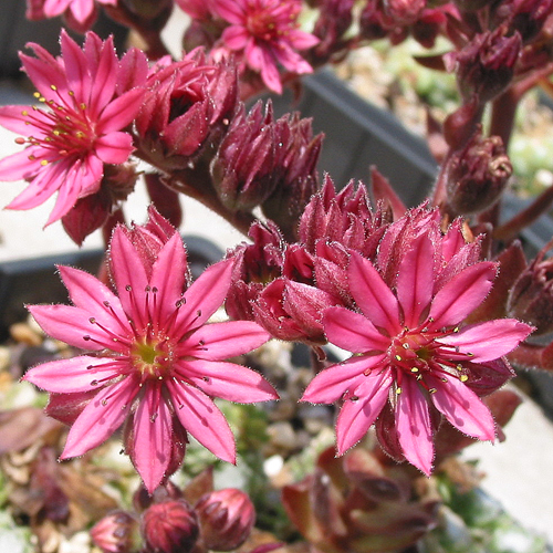 arachnoideum ssp. tomentosum