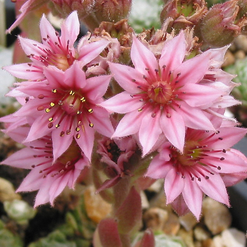 arachnoideum ssp. tomentosum