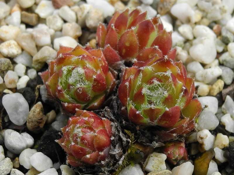 arachnoideum x S. minutum