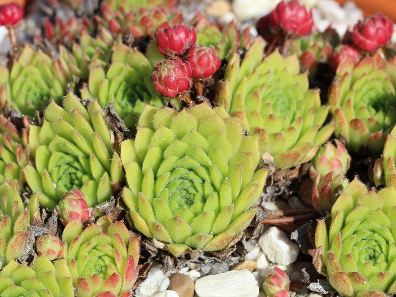 arachnoideum x S. montanum x S. grandiflorum from Valle Locana