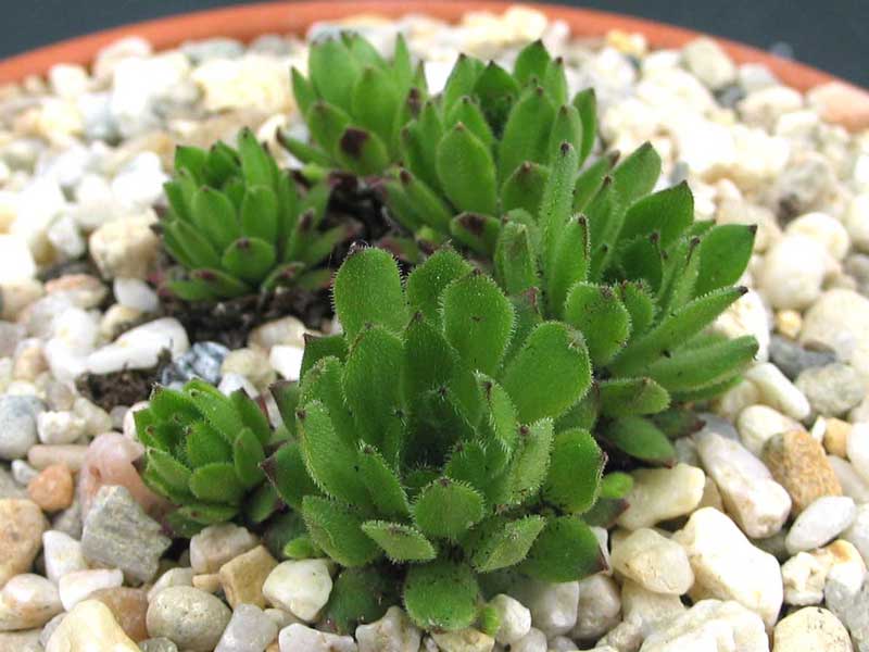 arachnoideum x S. montanum x S. grandiflorum from Valle Locana