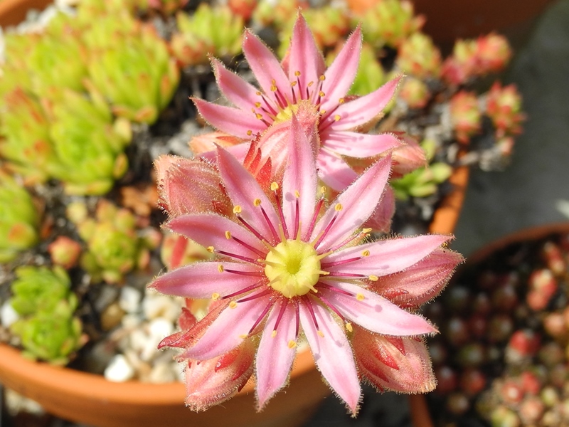 arachnoideum x S. montanum x S. grandiflorum from Valle Locana
