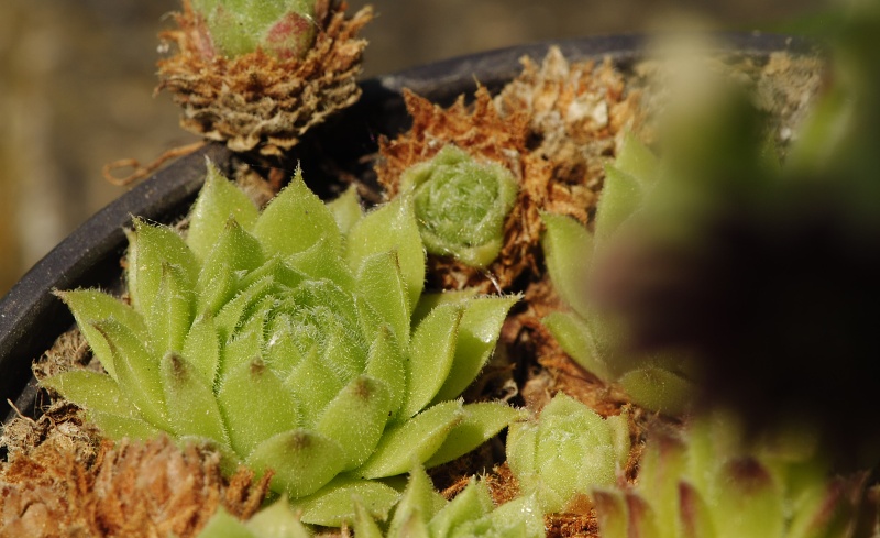 arachnoideum x S. montanum x S. tectorum from Petit Pimené, Abhang