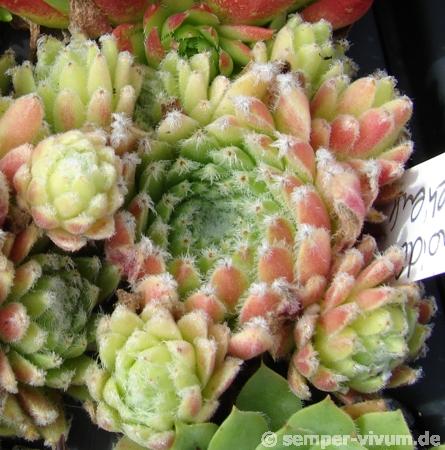 arachnoideum x S. ossetiense