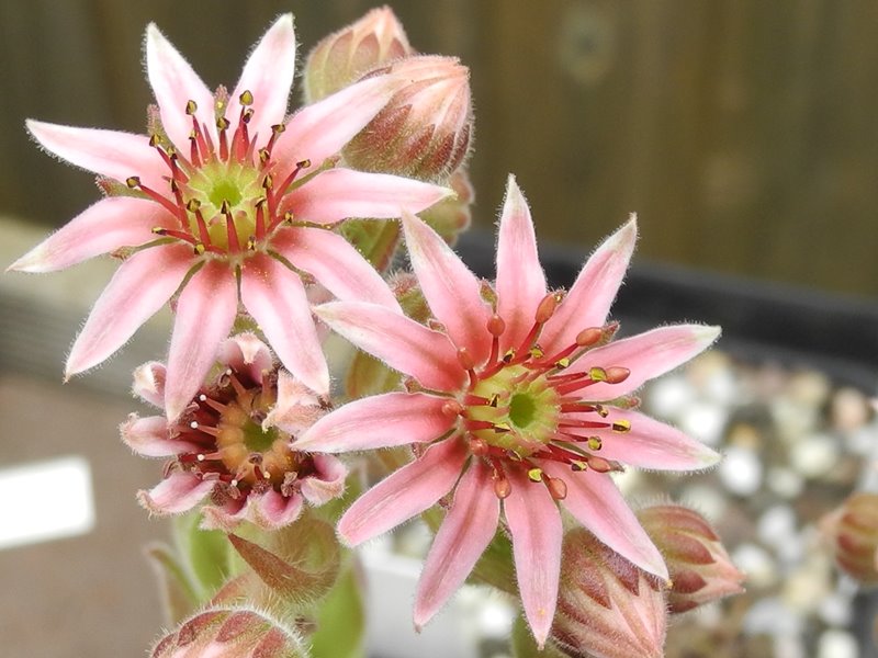 arachnoideum x S. pittonii F1