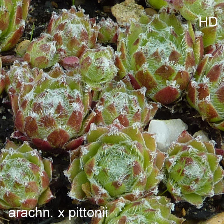arachnoideum x S. pittonii F1
