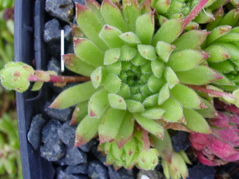 arachnoideum x S. pittonii