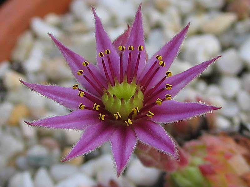 arachnoideum x S. pittonii