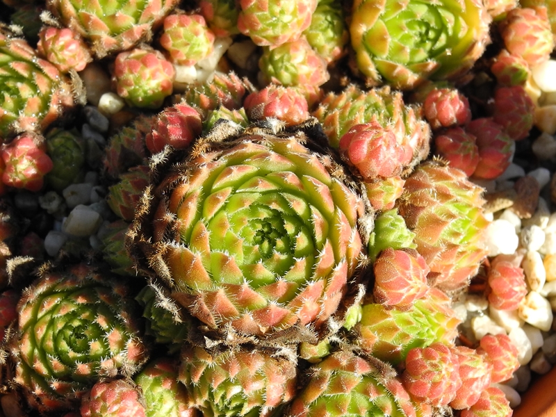 arachnoideum x S. ruthenicum