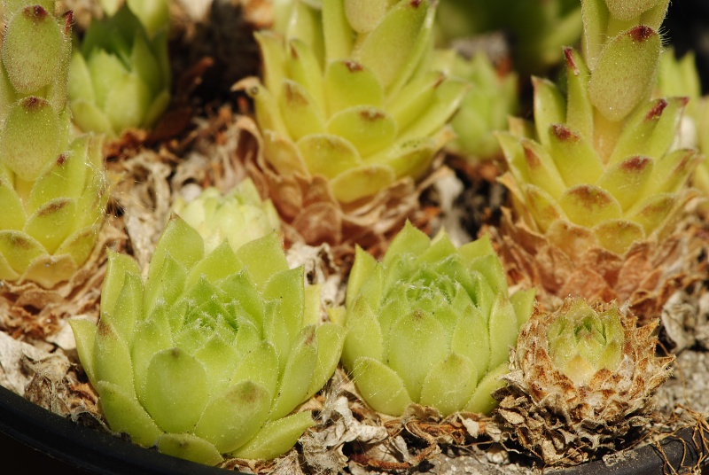 arachnoideum x S. tectorum from Col du Pourtalet, 1795m