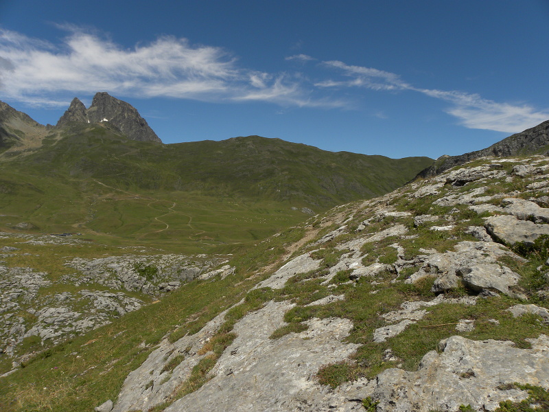 arachnoideum x S. tectorum from Col du Pourtalet, 1795m