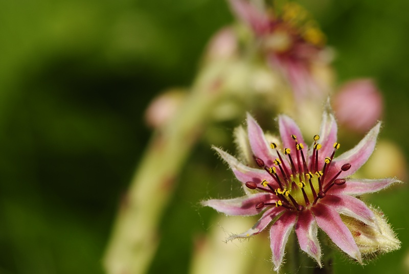 arachnoideum x S. tectorum from Col du Pourtalet, 1795m
