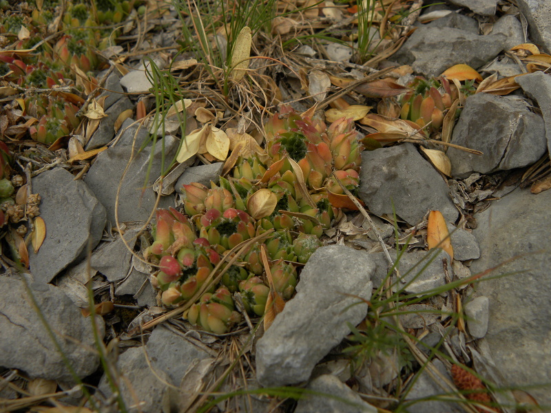 arachnoideum x S. tectorum from Pedraforca, Abhang