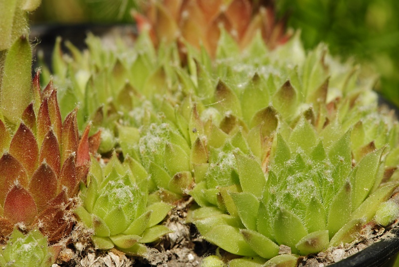 arachnoideum x S. tectorum from Pedraforca, Abhang