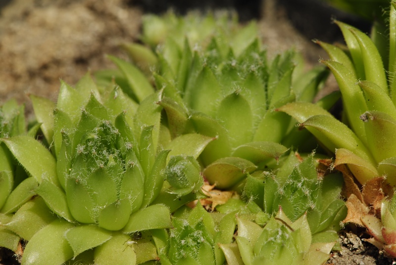 arachnoideum x S. tectorum from Sant Maurici, unter dem See S. M.