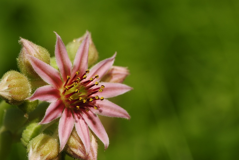 arachnoideum x S. tectorum from Sant Maurici, unter dem See S. M.