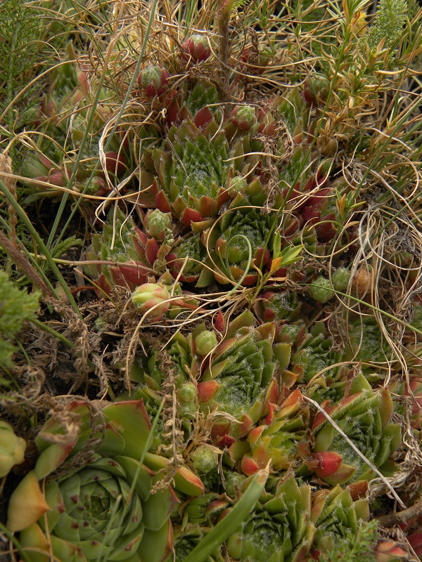 arachnoideum x S. tectorum from Sant Maurici, unter dem See S. M.