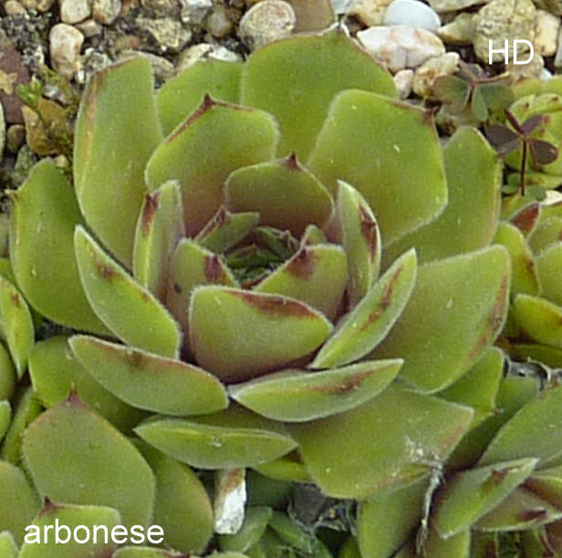 arbonese