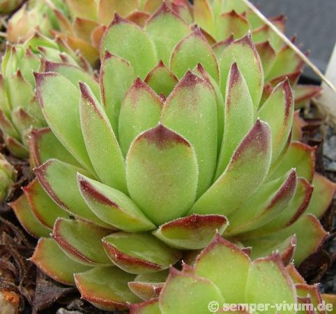 armenum ssp. insigne from valley above Cirdak