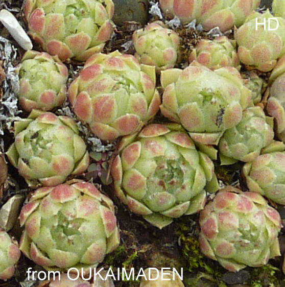 atlanticum from Oukaimeden