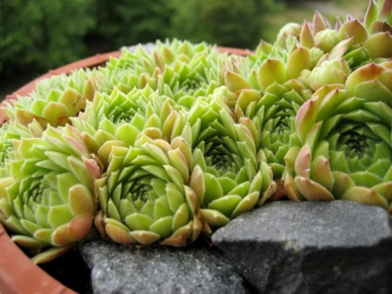 atlanticum from Oukaimeden