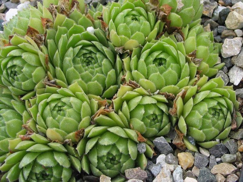 atlanticum from Oukaimeden