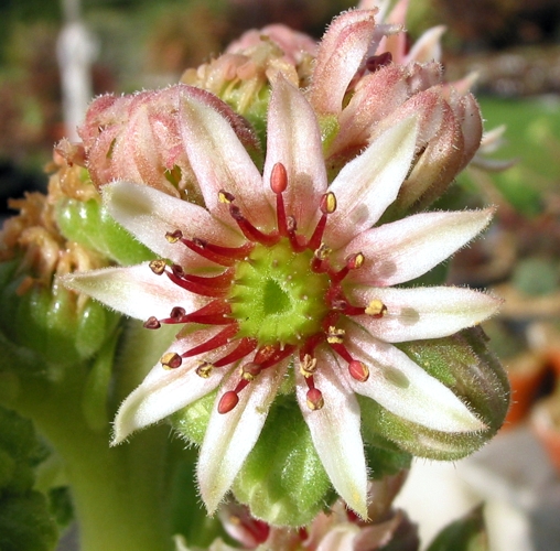atlanticum from Oukaimeden