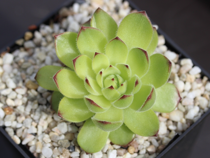 atropatanum