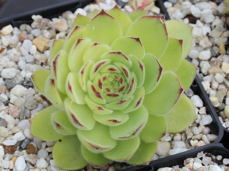 atropatanum