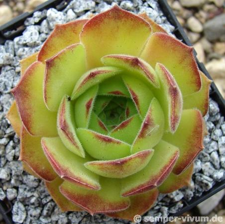 atropatanum