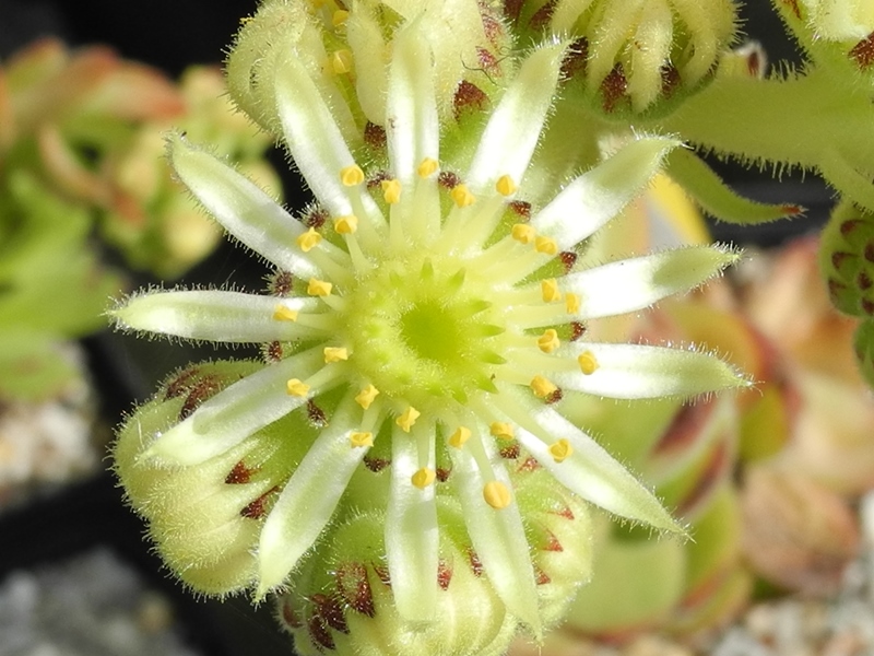atropatanum