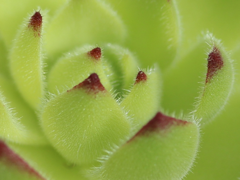 atropatanum