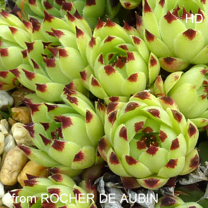 calcareum from Rocher de Aubin