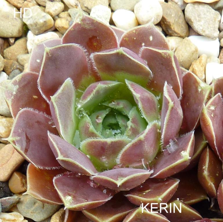 Kerin / Jovi