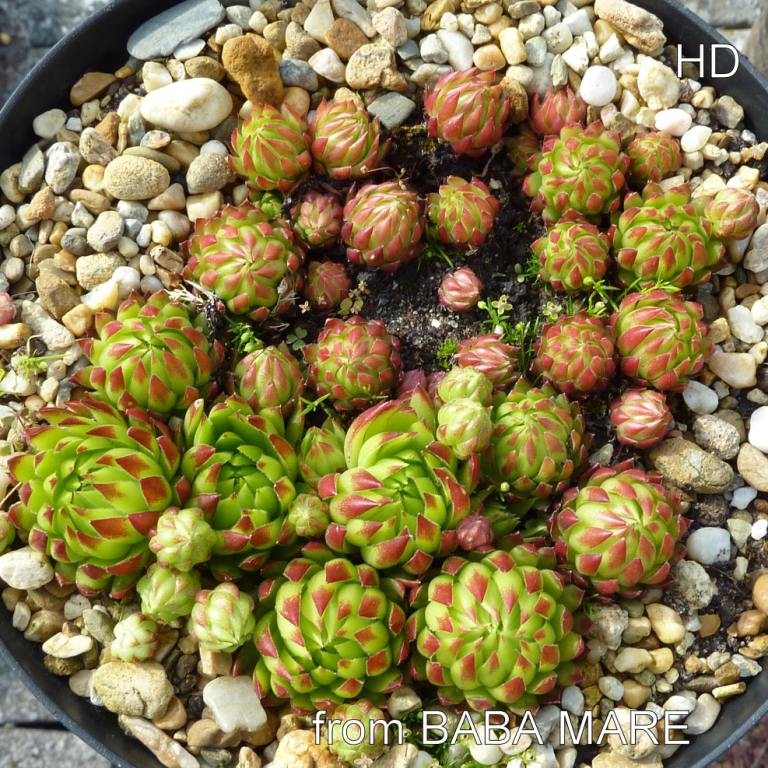 globiferum ssp. hirtum from Baba Mare