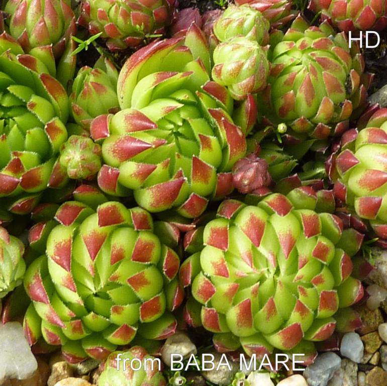 globiferum ssp. hirtum from Baba Mare