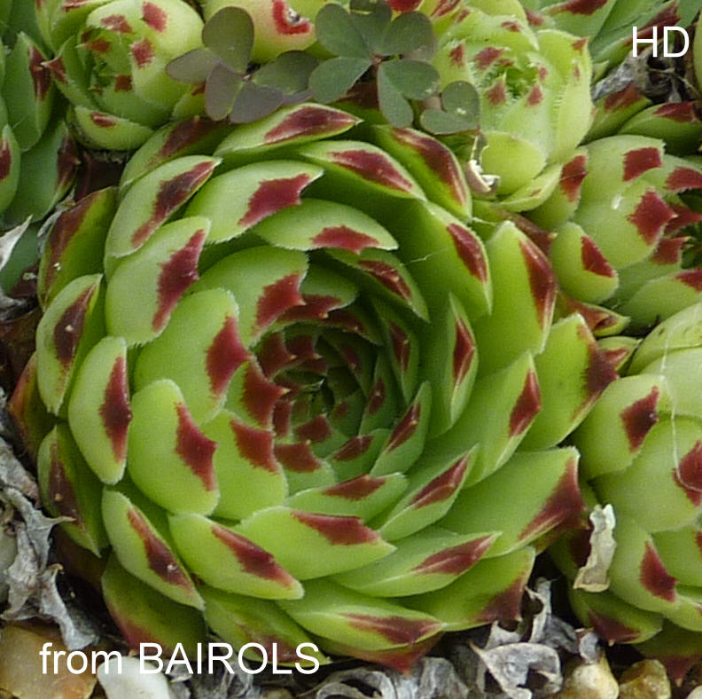 calcareum from Bairols 3
