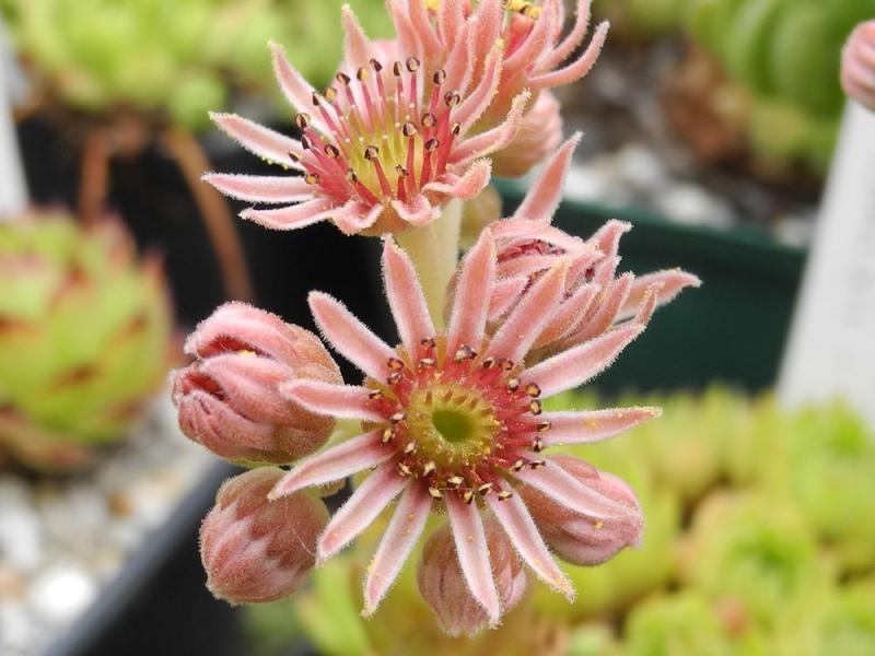 marmoreum ssp. ballsii