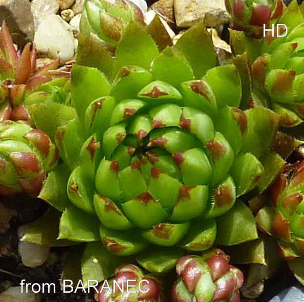 globiferum ssp. hirtum (tatrensis) from Baranec, 2000m