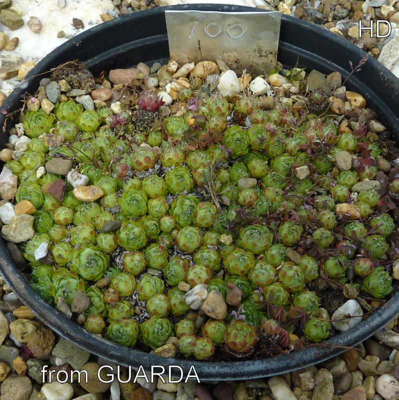 barbulatum from Guarda