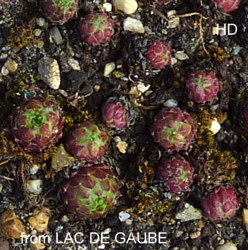 barbulatum from Lac de Gaube