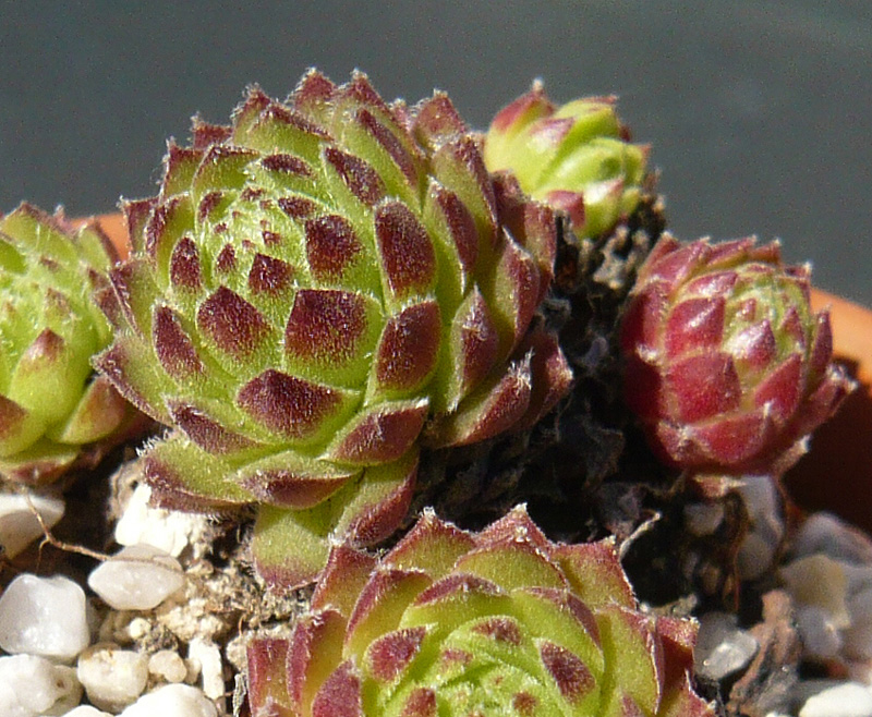 barbulatum from Lac de l'Oule