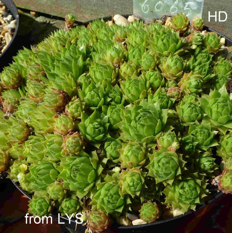 barbulatum from Lys