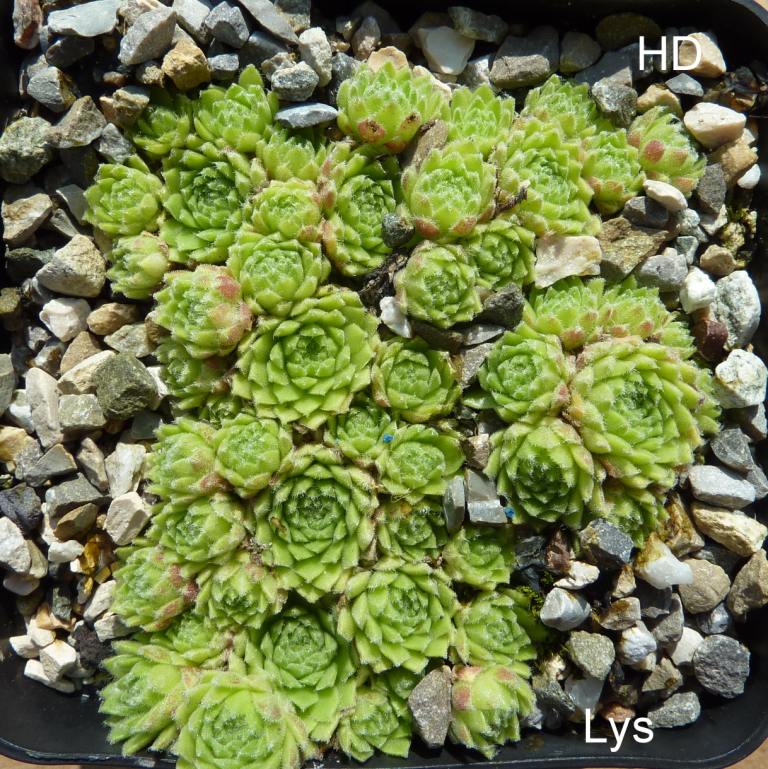 barbulatum from Lys