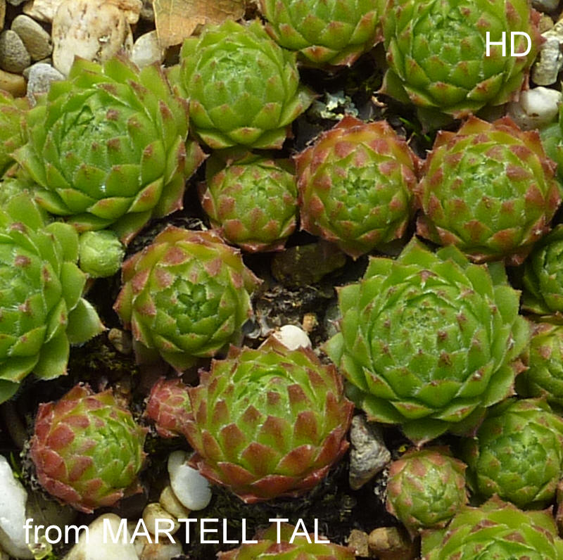 barbulatum from Martelltal